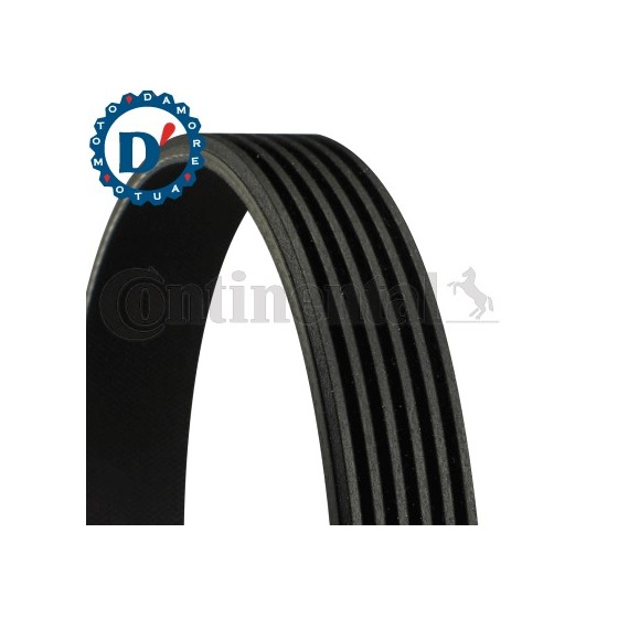 CINGHIA POLI V K6 1026