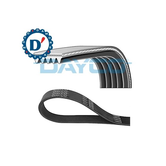 CINGHIA POLI V KK6 1698